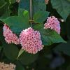 Rondeletia amoena - has round clusters of pink flowers
