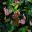 Rondeletia amoena - medium size shrub with pink flowers