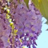 The delicate flowers of Wisteria sinensis - Sydney Botanic Gardens