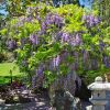 Wisteria sinensis in the Japanese Garden in Hobart Botanical Gardens