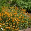 Erysimum cheiri - wallflower a popular along summer borders