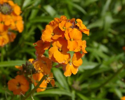 Erysimum cheiri - Wallflower - deep yellow to orange flowers borne on elongated terminal racemes
