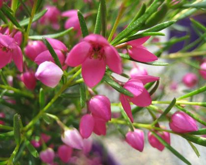 Boronia heterophylla - Pink Lipstick