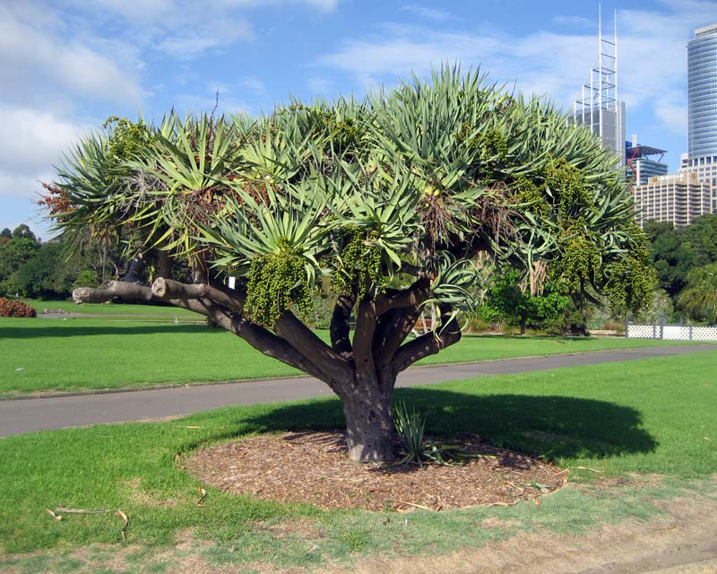 Dracaena draco as seen in the Royal Botanic Gardens Sydney