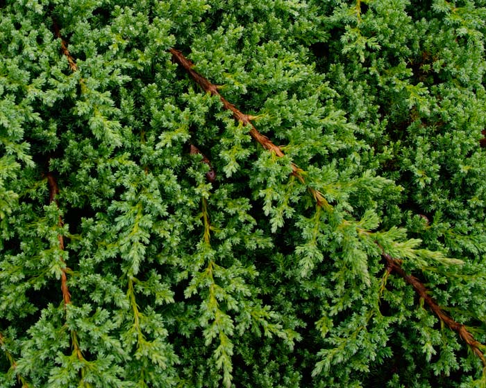 GardensOnline: Juniperus procumbens Nana