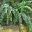 Pellaea rotundifolia  - photo kembangraps