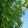 Schefflera arboricola - leaves grow along the length of the stem