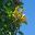 Schefflera arboricola - Minature Queensland Umbrella Tree - panicles of orange fruit