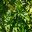 Schefflera arboricola - glossy green elliptical leaves radiating from a single point