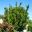Schefflera arboricola - Miniature Umbrella Tree - large spreading shrub when grown outside