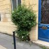 Solanum jasminoides - as seen in the back streets of Bordeaux, France.