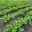 Beta vulgaris Beetroot grown on large scale at RHS Wisley