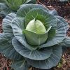 Brassica oleracea Capitata Group - Sugarloaf Cabbage