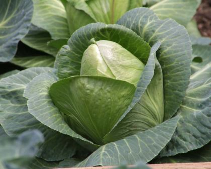 Brassica oleracea Capitata Group - Cabbage, this is Sugarloaf variety