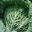 Brassica oleracea Capitata Group - Savoy Cabbage