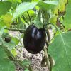 Solanum melongena has large almost rectangular leaves with a wavy margin and deep purple to black fruit