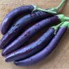 Solanum melongena 'Long Purple'