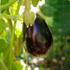 Solanum melongena - EggPlant, wonderful sliced and marinated in olive oil with crushed garlic and barbecued - mmmmmm.