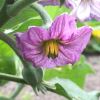 The mauve flower of Solanum melongena commonly known as Aubergine or Eggplant