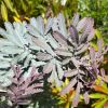 New foliage - Acacia baileyana purpurea
