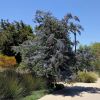 Acacia baileyana Purpurea photo taken in Huntington Botanical Garden California by cultivar413