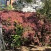 Callistemon salignus 'Great Balls of Fire' new foliage red/bronze in spring