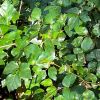 Cissus rhombifolia - Grape Ivy
