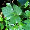 Cissus rhombifolia - Grape Ivy