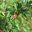 Cotoneaster serotinus