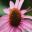 Echinacaea purpurea