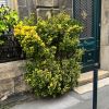 Euonymus japonicus - as seen in the backstreets of Bordeaux, France
