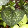 Dieffenbachia seguine cultivars - large paddle shaped leaves green with cream markings