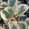 Peperomia obtusifolia 'Albo Marginata' - The PepperFace Plant