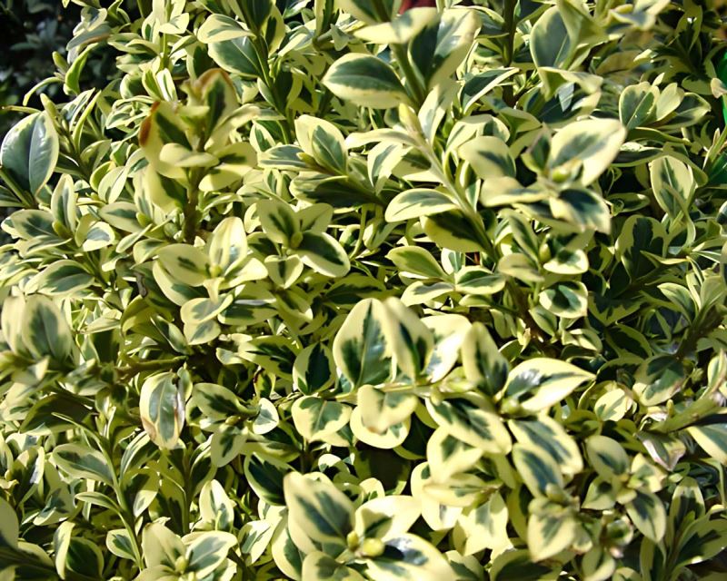 Excellent foliage, always bright and glossy.