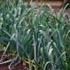 Allium porrum, rows of leeks, so healthy