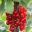 Ribes Rubrum - redcurrant