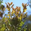 Banksia baxteri foliage