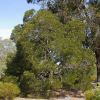 Acacia melanoxylon - Blackwood - tree often used to aid soil stabilisation