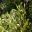 Acacia melanoxylon - Blackwood tree - leaf like phyllodes