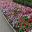 Catharanthus rosea 'Cora Cascade Mix'