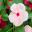 Catharanthus rosea 'Cora Cascade Mix'