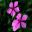 Catharanthus roseus or the Vinca