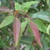 Corymbia ficifolia foliage