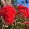 Corymbia ficifolia - bright red flowers
