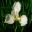 Iris sibirica 'White Swirl' - creamy white flowers