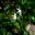 Jasminum nitidum - Angel Wings Jasmine - star-like white flowers