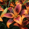 Lilium asiatic hybrid 'Forever Susan'