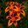 Lilium Asiatic hybrid Lily Allen - Orange with black markings