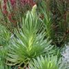 Lobelia aberdarica - new flower spike