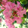 Lagerstroemia indica hybrid - pink  close up of flower